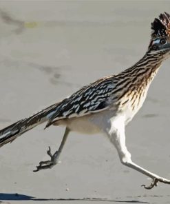 Greater Roadrunner Bird paint by numbers