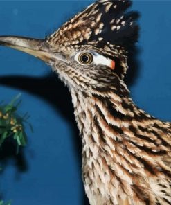 Greater Roadrunner Bird Head paint by numbers