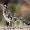 Greater Roadrunner paint by numbers