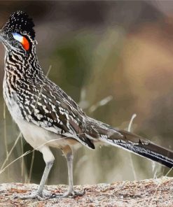 Greater Roadrunner paint by numbers