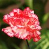 Pink Carnations paint by numbers