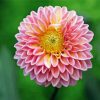 Yellow Pink Fuchsia Dahlia paint by numbers