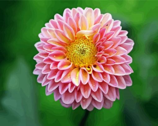 Yellow Pink Fuchsia Dahlia paint by numbers