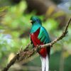 Quetzal Bird On A Stick paint by numbers