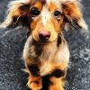 Adorable Doxie Dachshund paint by numbers
