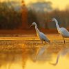 Cute Egrets Birds paint by numbers