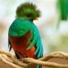 Cute Quetzal Bird paint by numbers