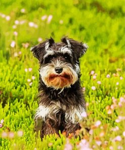Adorable Schnauzer paint by numbers