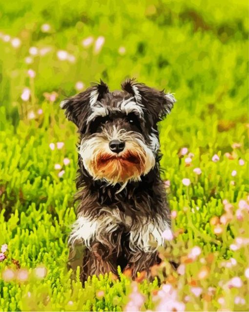 Adorable Schnauzer paint by numbers