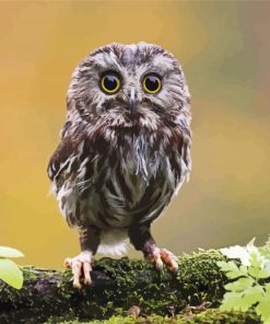 Aesthetic Cute Owl Bird paint by numbers