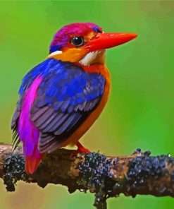 Oriental Dwarf Kingfisher paint by numbers