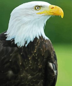 Aesthetic Eagle Bird Aquila paint by numbers