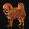 Brown Fluffy Mastiff paint by numbers