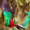 Flying Quetzal Long Tailed paint by numbers
