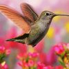 Flying Hummingbirds paint by numbers