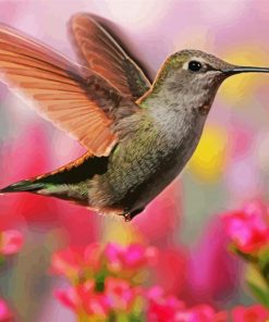 Flying Hummingbirds paint by numbers
