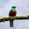 Green Red Quetzal Bird paint by numbers