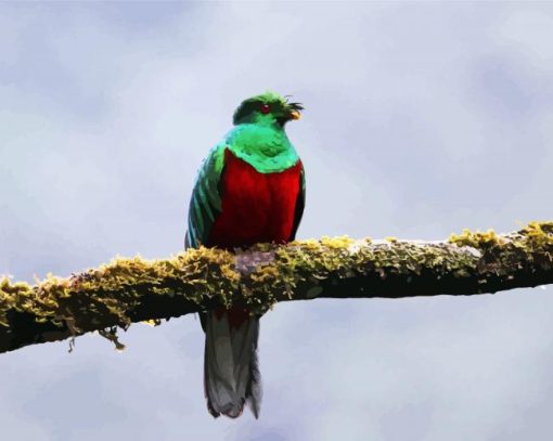 Green Red Quetzal Bird paint by numbers