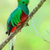 Adorable Quetzal Bird paint by numbers