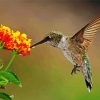 Hummingbirds With Lantana paint by numbers