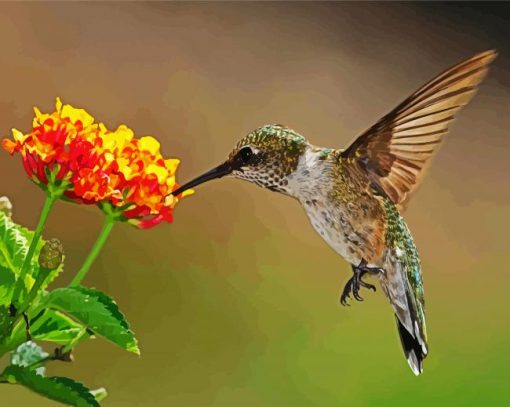 Hummingbirds With Lantana paint by numbers