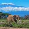 Elephant In Mount Kilimanjaro paint by numbers