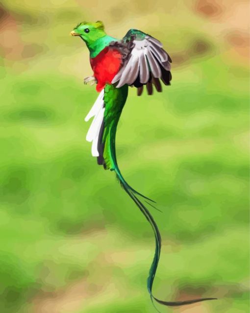 Flying Resplendent Quetzal paint by numbers