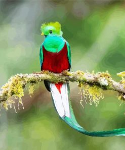 Resplendent Quetzal On A Branch paint by numbers