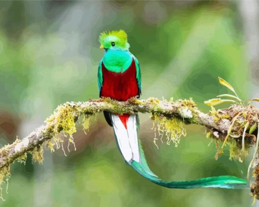 Resplendent Quetzal On A Branch paint by numbers