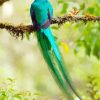 Beautiful Resplendent Quetzal paint by numbers