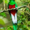 Long Tailed Resplendent Quetzal paint by numbers