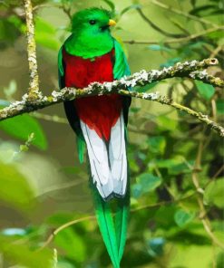 Long Tailed Resplendent Quetzal paint by numbers