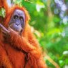 Aesthetic Orangutan Monkey paint by numbers