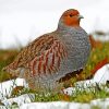 Beautiful Partridge Bird paint by numbers