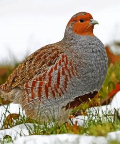 Beautiful Partridge Bird paint by numbers
