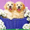 Dogs Puppies In Basket paint by numbers