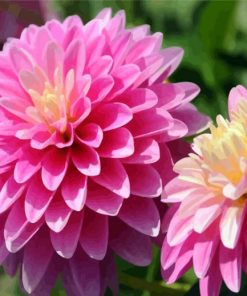 Adorable Purple Dahlia paint by numbers