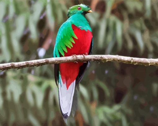 Resplendent Quetzal With Red Eyes paint by numbers