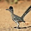 Adorable Roadrunner Bird paint by numbers