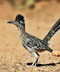 Adorable Roadrunner Bird paint by numbers