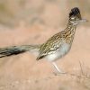 Roadrunner In The Desert paint by numbers