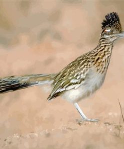 Roadrunner In The Desert paint by numbers
