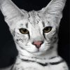 Silver Savannah Cat paint by numbers