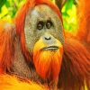 The Sumatran Orangutan paint by numbers
