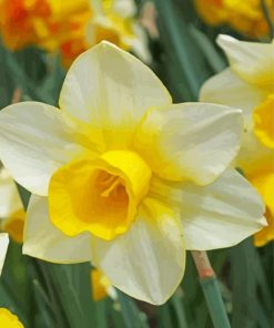 Aesthetic White Yellow Narcissus paint by numbers