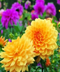 Yellow Dahlia Flowers paint by numbers