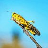 yellow Locust paint by numbers