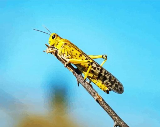 yellow Locust paint by numbers