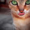The Abyssinian Cat paint by numbers