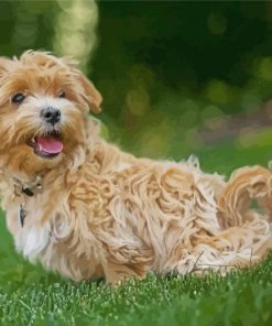 Adorable Maltipoo Dog paint by numbers